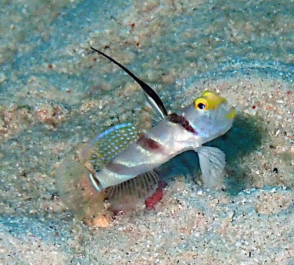 ショップのイメージ画像5