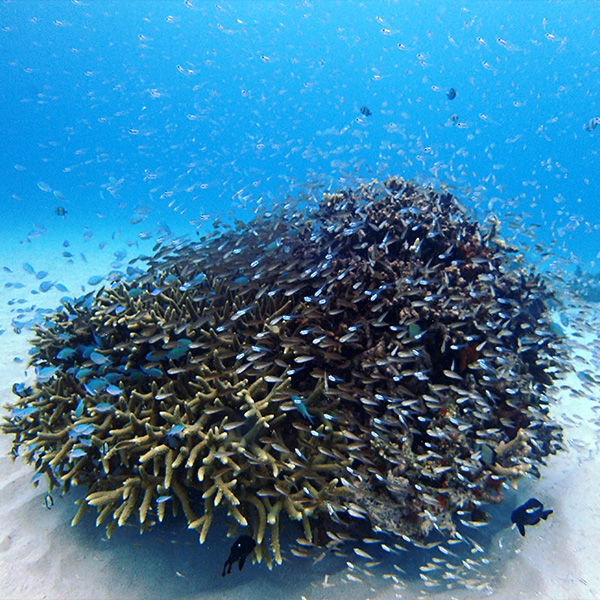 渡嘉敷島ダイビング 島あしびのカバー画像2