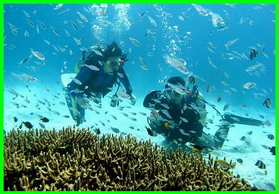 begin DIVING BUDDIESのカバー画像1