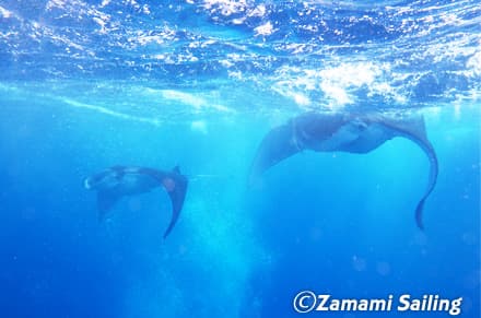 ザマミセーリングのショップ写真7