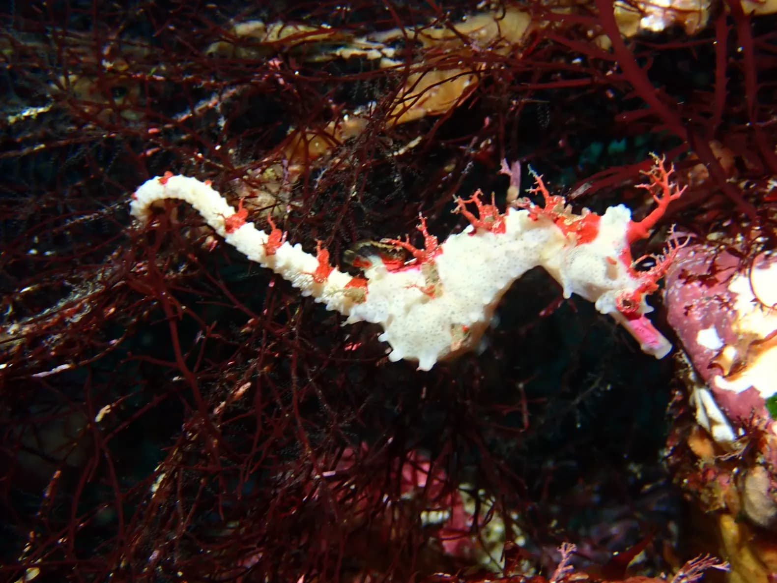 Diver's7のカバー画像3