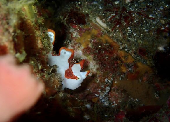 DivingShop SeaZoo miuraのショップ写真7