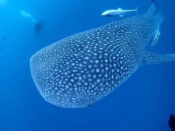 Ｕｄｉｖｅ沖縄のカバー画像3